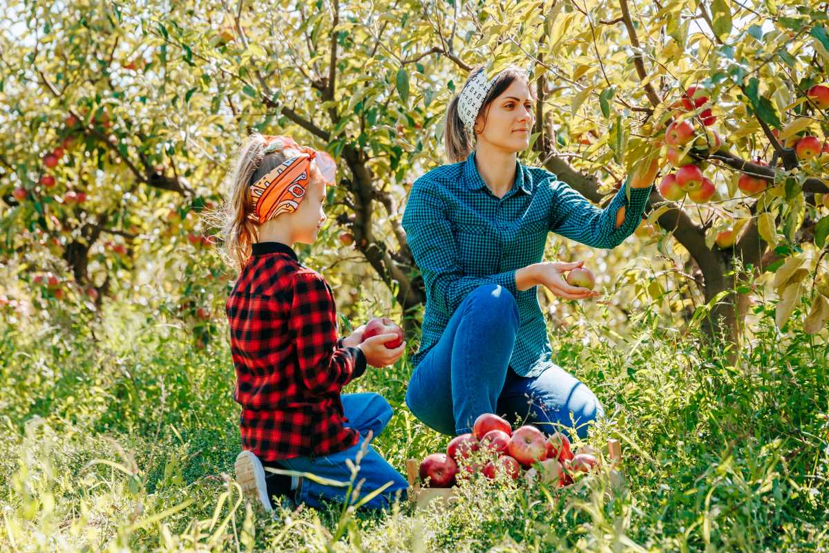 Apfel pflücken im Bodenseekreis — wann ist es erlaubt, wann 