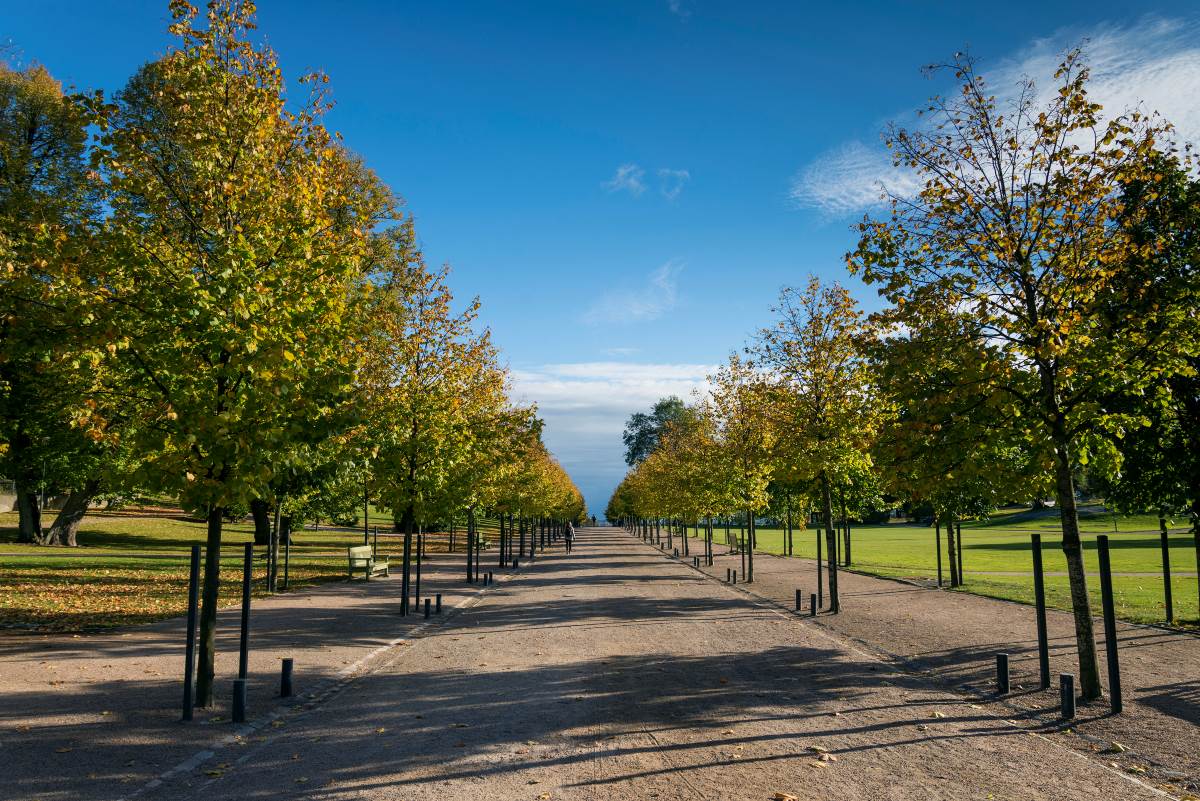 Baumbestand und Stadtklima im Bodenseekreis – warum jeder Ba