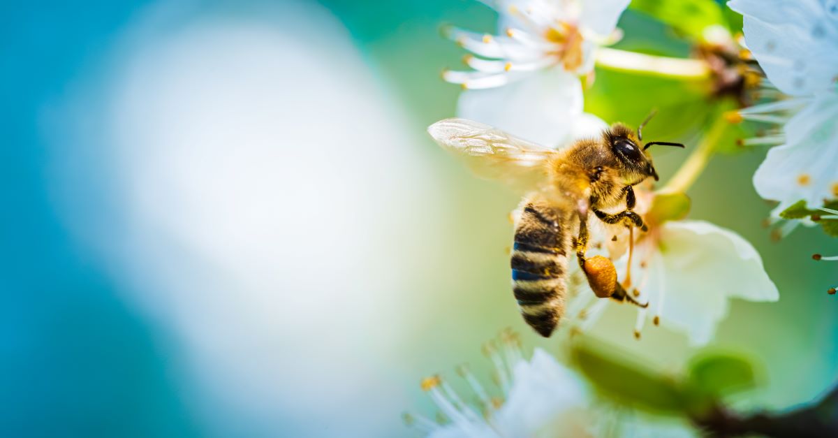 Bienen schützen im Bodenseekreis – So wird Ihr Garten bienenfreundlich