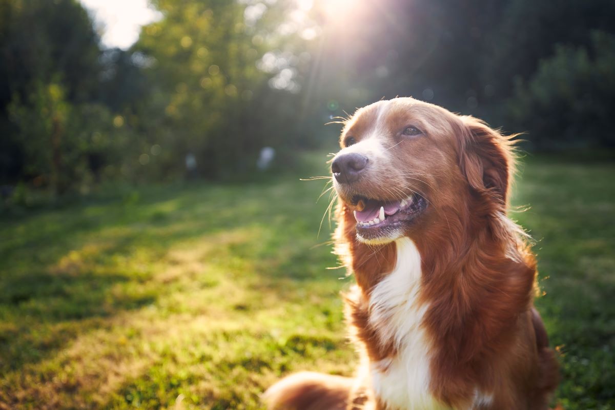 Hund vermisst – Erste Schritte zur Suche im Bodenseekreis