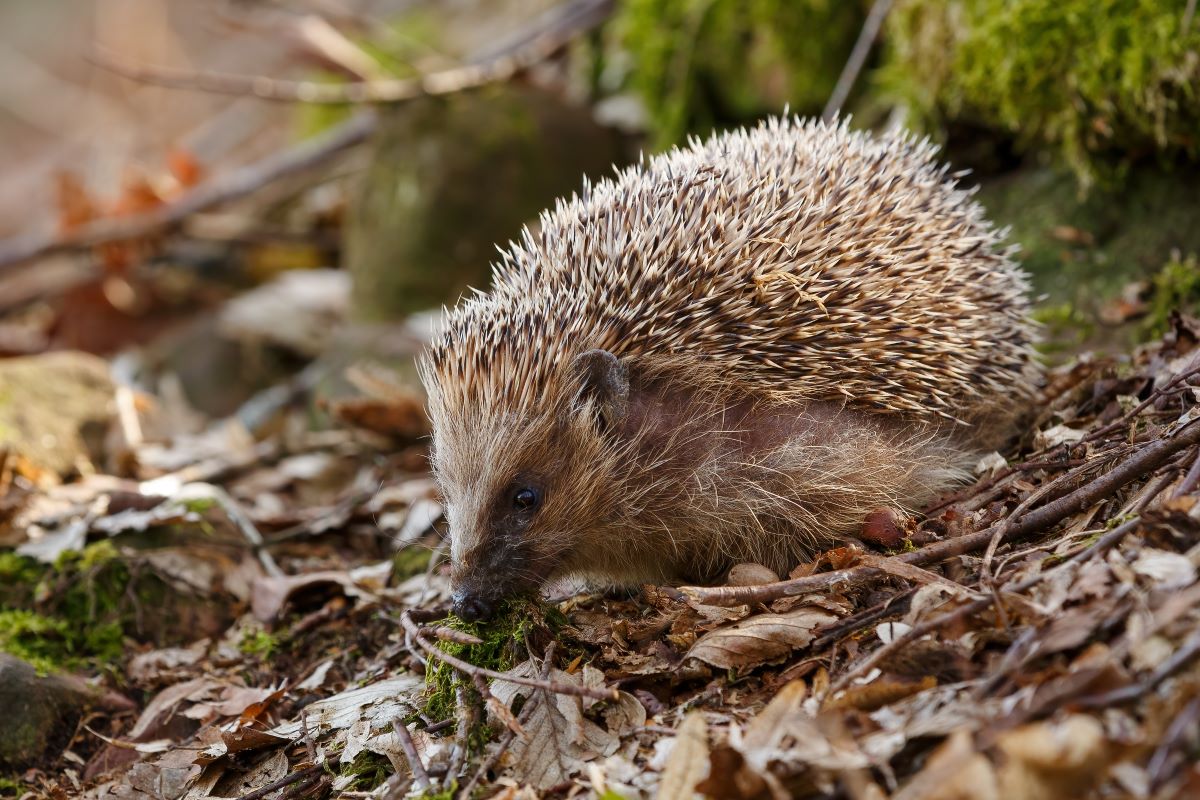 Igel im Garten: So helfen Sie richtig im Bodenseekreis