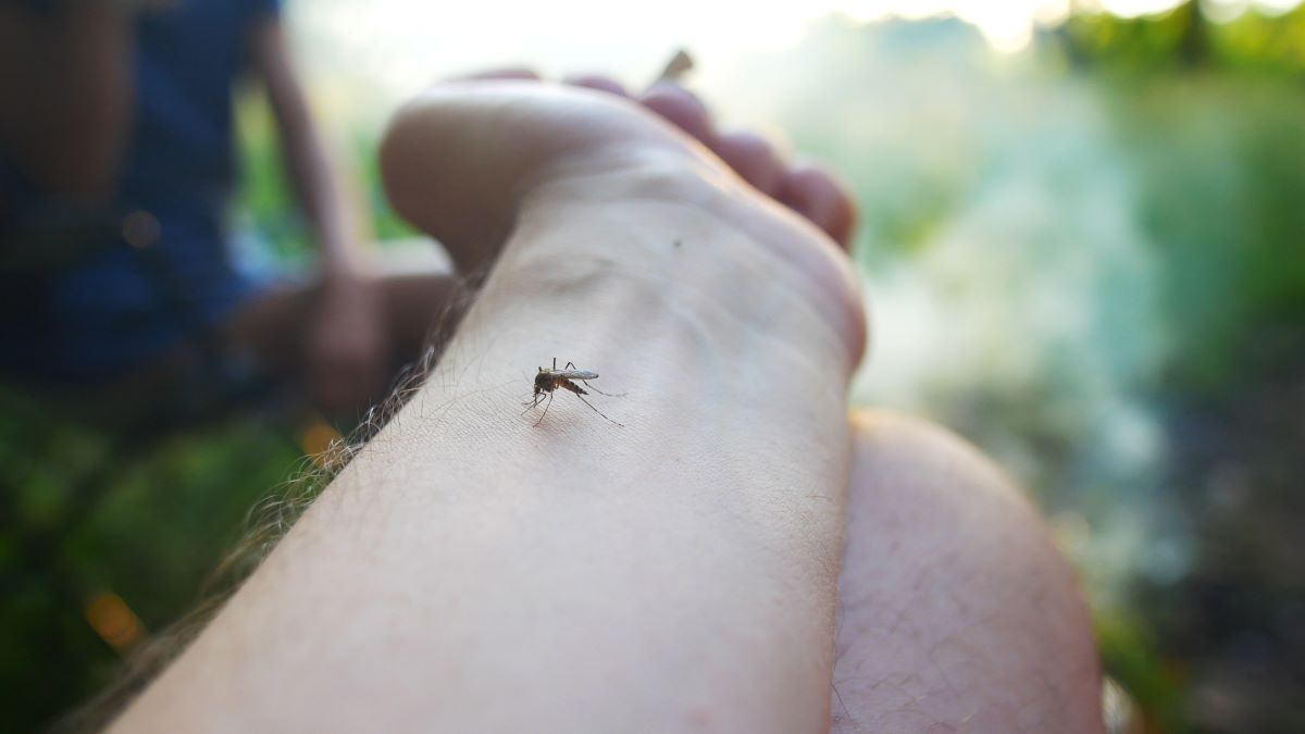 Insektenstiche im Bodenseekreis: Erste Hilfe, Vorsicht und b
