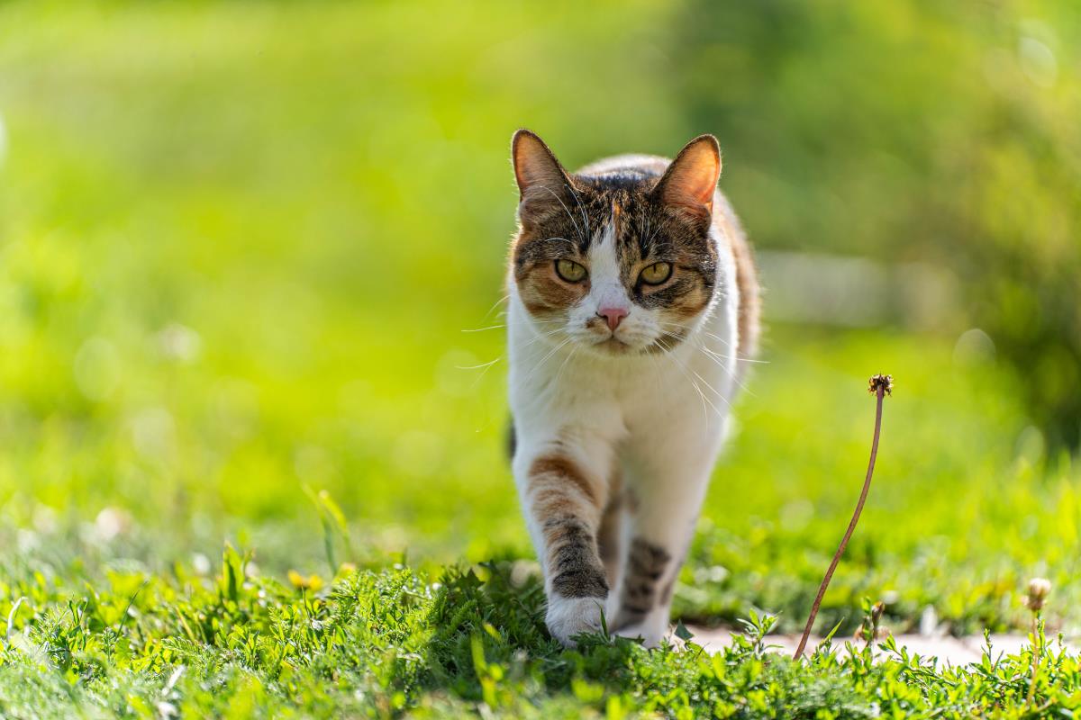 Katze freilaufend im Bodenseekreis: Rechte, Pflichten und Na