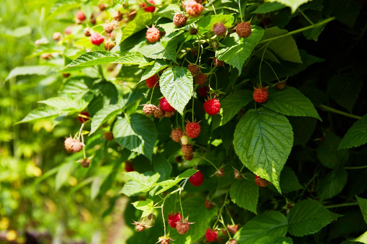 Streuobstwiese mit Hecke einfrieden im Bodenseekreis — was g