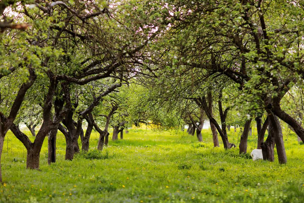 Streuobstwiese kaufen im Bodenseekreis – lohnt sich die Inve