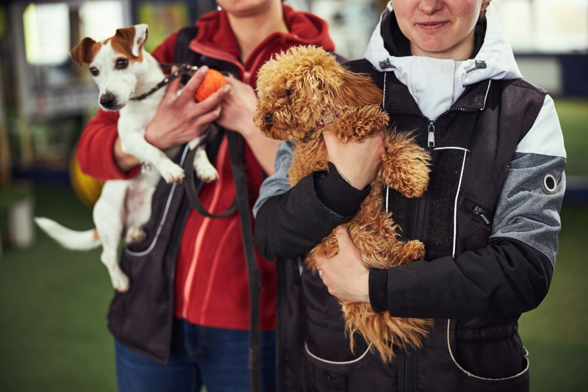 Tierheim Adoption im Bodenseekreis | Statt Züchter